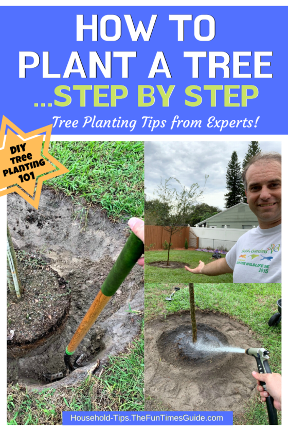 DIY Tips For Planting Trees Yourself: How To Plant A Tree Step By Step ...