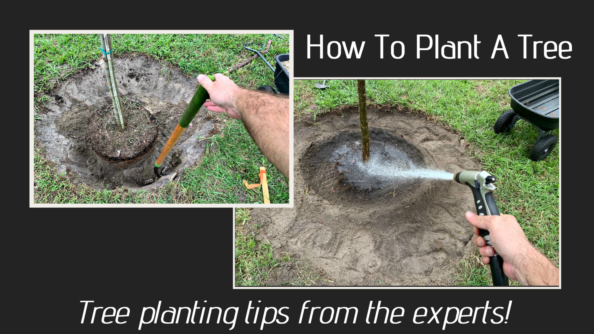 DIY Tips For Planting Trees Yourself: How To Plant A Tree Step By Step ...