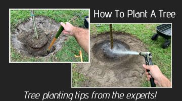 How To Plant A Tree + How To Care For A Newly Planted Tree