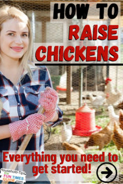 First Time Chicken Owner Tips For Beginners | The DIY Household Tips Guide