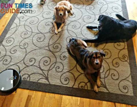 These are my two 7-month-old puppies (that we found by the side of the road) and 12-year-old Black Lab next to the iLife robot vacuum cleaner.