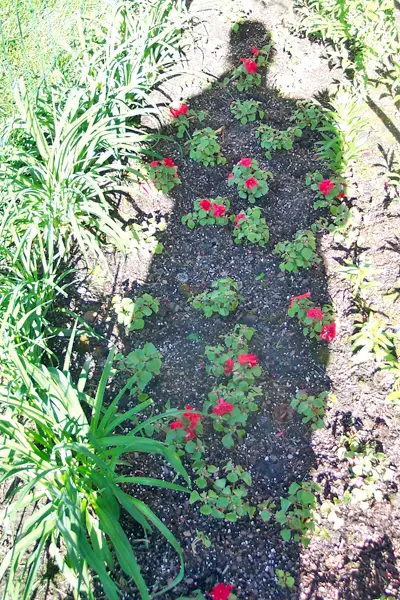 The 'morning-after' picture showing that the impatiens planted in the back flower garden made it through the night. 