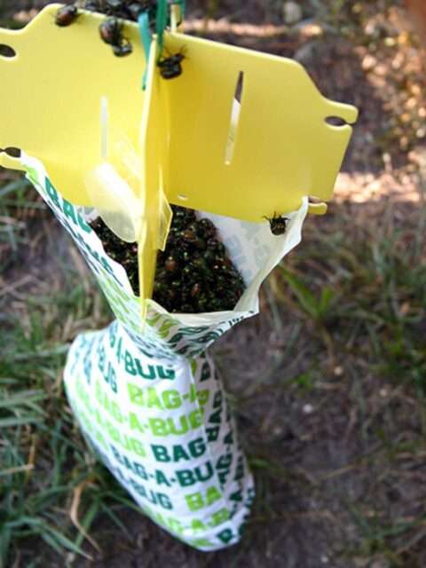japanese-beetles-in-bug-bag
