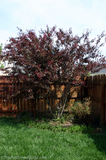 japanese-red-maple-tree-5-years-old.jpg