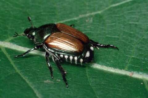 japanesebeetle A Japanese Beetle close up.