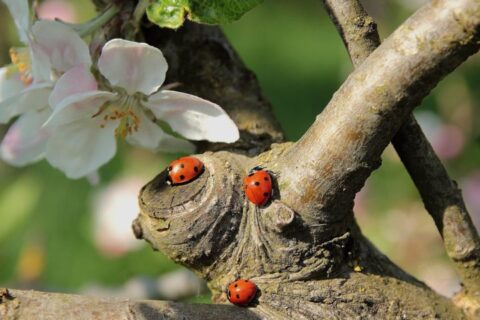 Ladybugs are beneficial insects and great for DIY garden pest control!
