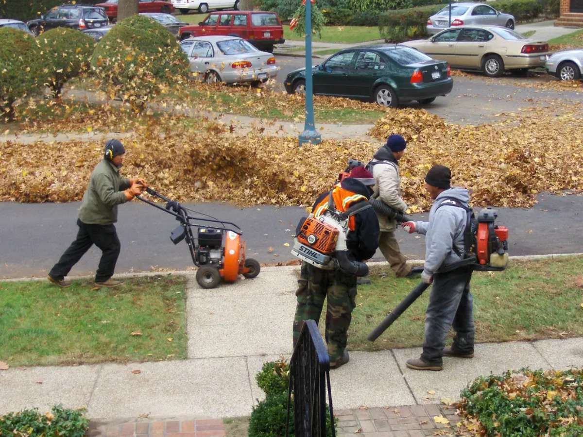 Landscapers using leaf blowers to move leaves. 