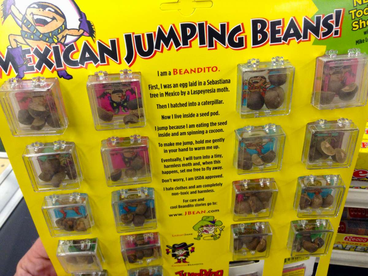 I remember seeing these Mexican Jumping Bean displays when I was a kid! Each of the beans JUMPS randomly. You can hold them in your hand and they'll keep jumping! 