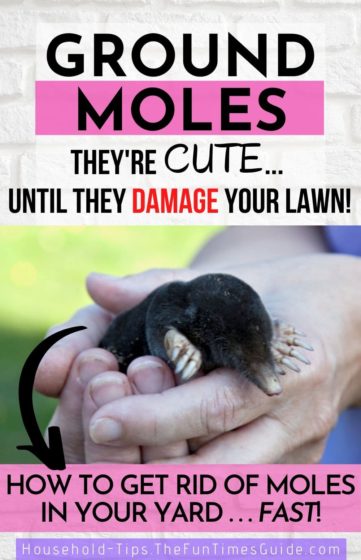 Got ground moles? They're CUTE... until they damage your lawn!