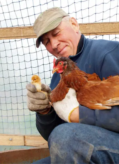See how to decide whether you should buy baby chicks, pullets, or hens when raising chickens for eggs.