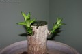 oriental-totem-pole-plant-9-weeks.jpg