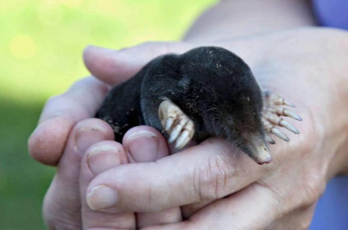 This is what a ground mole looks like. 