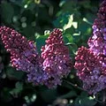 A purple lilac... an example of the types of plants available at Free Trees and Plants.