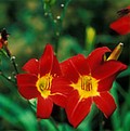 A red daylily... an example of the types of plants you'll find at Free Trees and Plants.