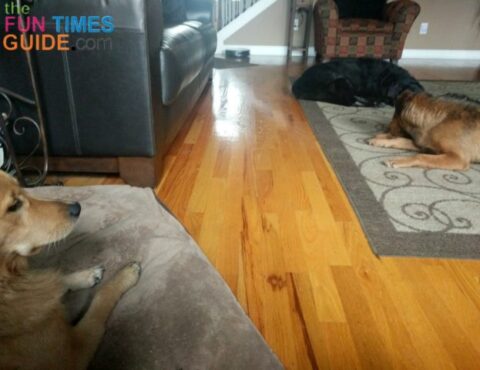 Three dogs, one robot vacuum cleaner!