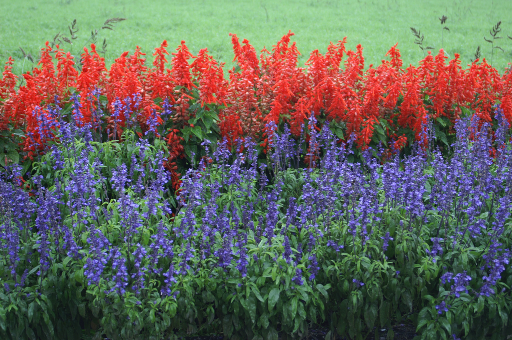 Salvia Plant Pictures 83