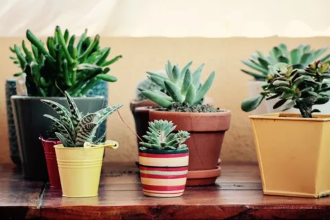 Succulents are great plants for the indoors.