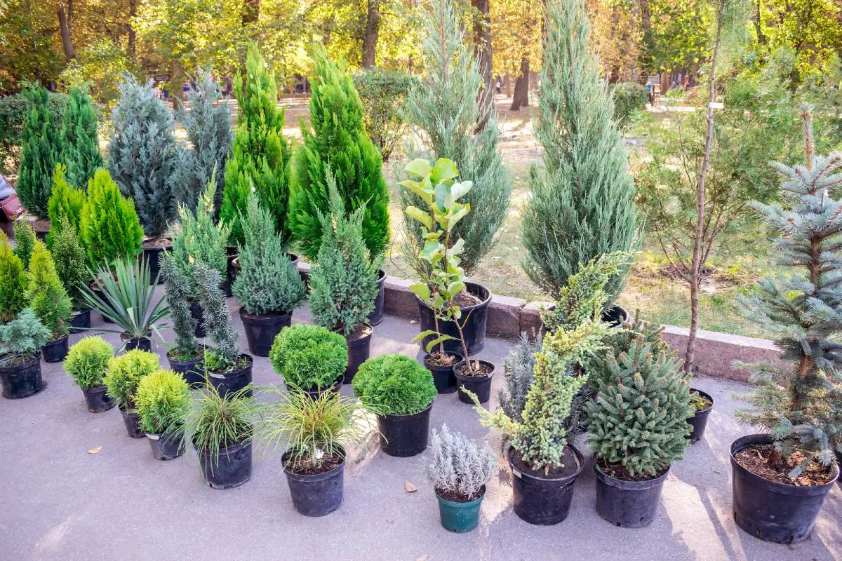 An example of trees and shrubs on sale at a local nursery.