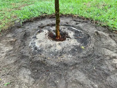 Small ring in the soil around the tree to retain water 