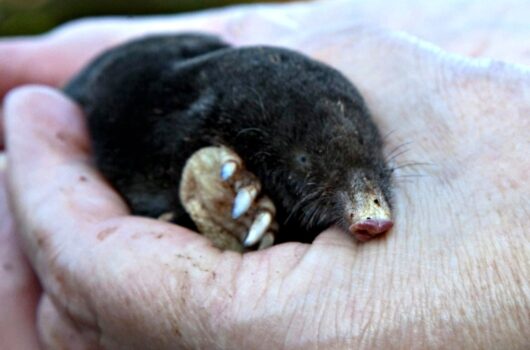 Before you try mole poison, please try the more humane methods of ground mole removal first.
