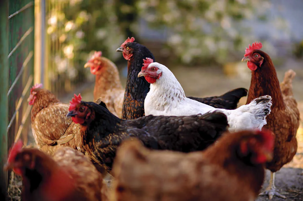 What you need to know before buying egg laying chickens.